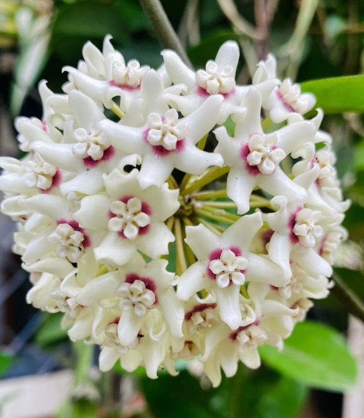 Semillas de hoya blanca: tolerante a la sequía, variedad tradicional y sin transgénicos, jardín doméstico