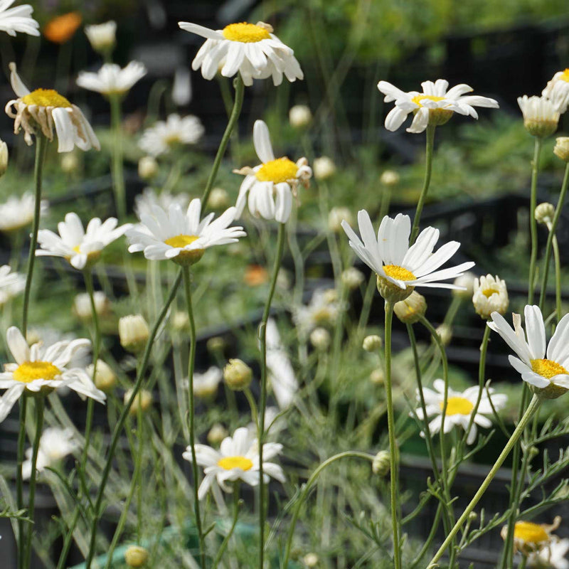 Weiß cinerariifolium blume samen for anpflanzung - hardy variety, heirloom & gmo free samen for home garten
sale for anpflanzung in home garten