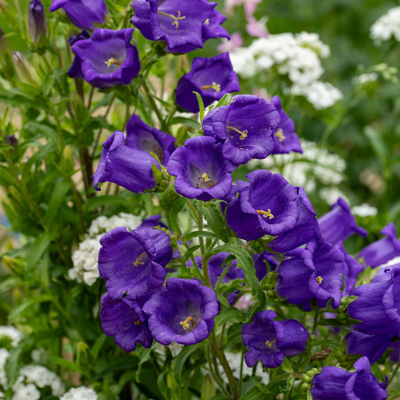 Semillas de flores Campanillas de Canterbury violetas, mezcla de flores silvestres para siembra, variedad tradicional y sin ingeniería genética, semillas para el jardín doméstico