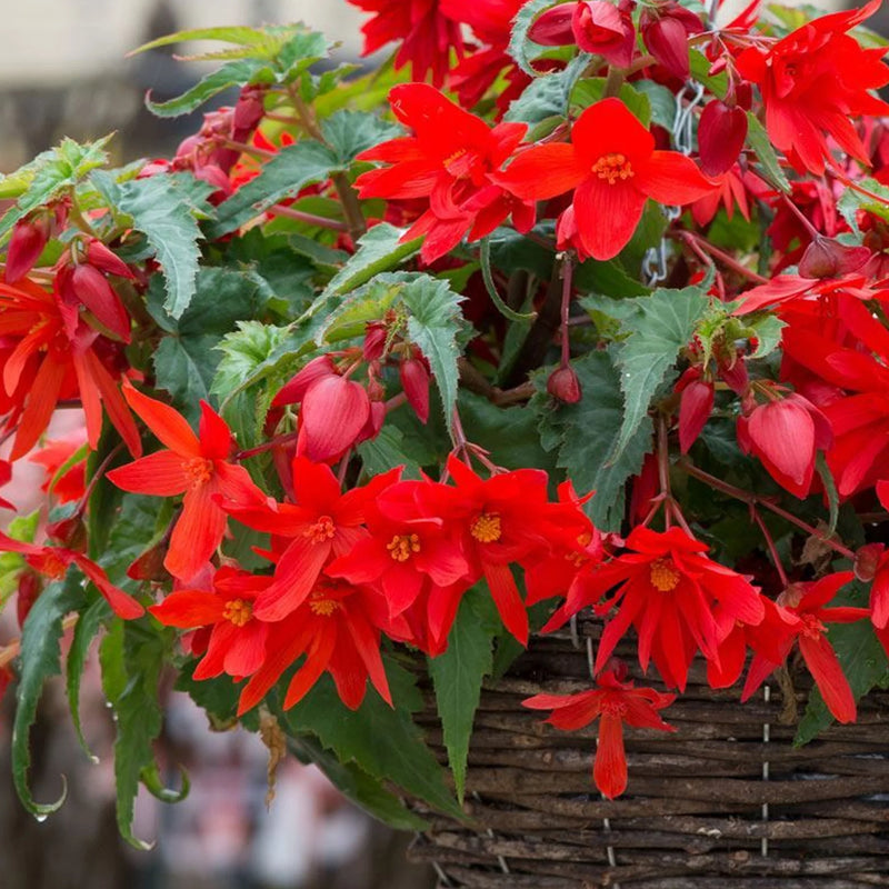 Semillas de flores de begonia rastrera para siembra – amante del sol – variedad tradicional y sin ingeniería genética, semillas para el jardín doméstico