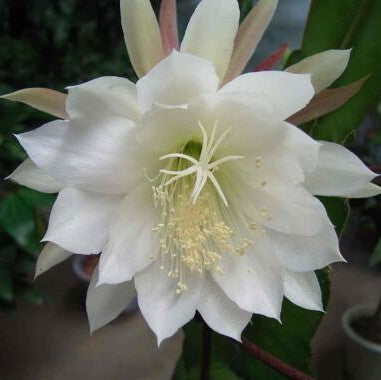 Semillas de flores blancas de nopalxochia para sembrar, fáciles de cuidar, variedad tradicional y sin organismos modificados genéticamente, semillas para el jardín doméstico