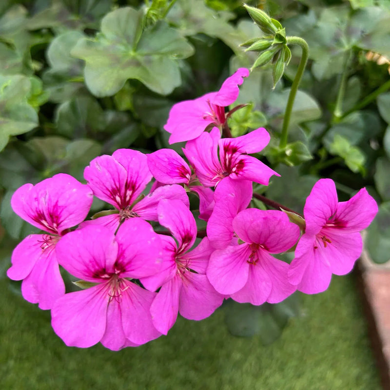 Graines de géranium violet Pelargonium à semer, fleurs éclatantes, variété traditionnelle et sans OGM, pour le jardin familial
