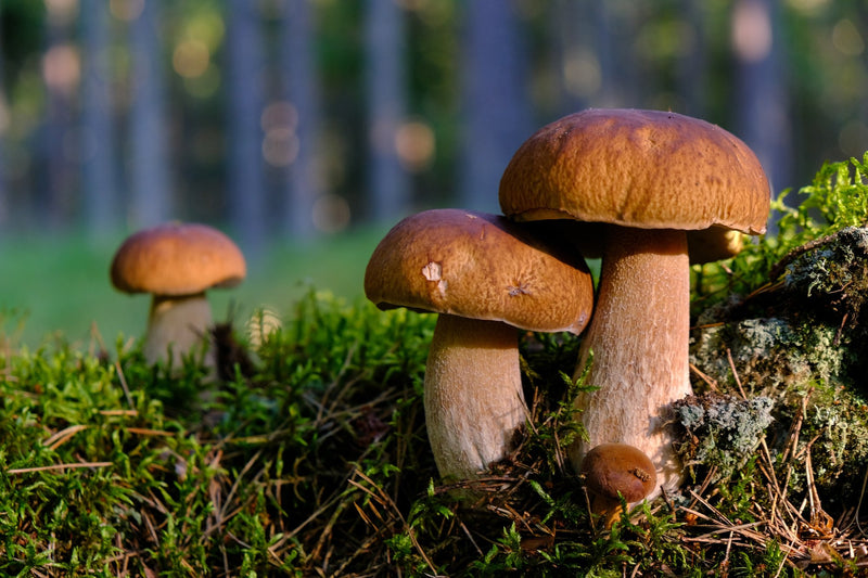 Semillas de hongo porcini para plantar