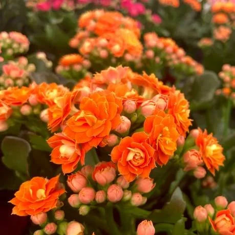 Rouge jaune Kalanchoé de Blossfeld graines de fleurs à semer favorables aux pollinisateurs variété traditionnelle & sans OGM graines pour jardin familial