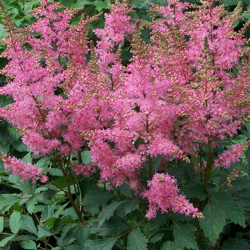 Astilbe rosa semillas de flores para sembrar mezcla de flores silvestres variedad tradicional y sin organismos modificados genéticamente semillas para jardín doméstico
