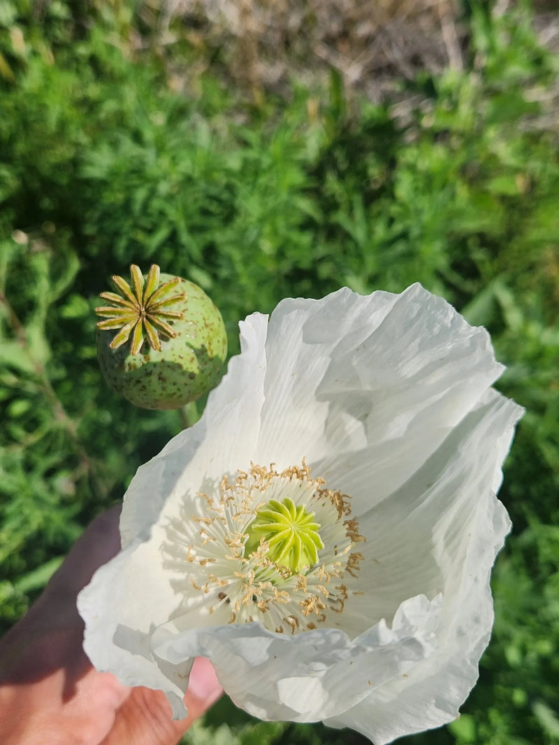 Graines de pavot somniferum à semer, pour des fleurs abondantes et élégantes au jardin.