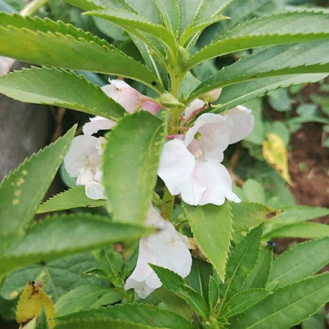 Semillas de balsamina para sembrar – tolerante a la sequía – variedad tradicional y semillas de jardín sin ingeniería genética