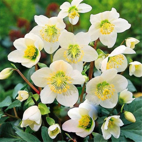 Semillas de flores de vincapervinca Rosea blancas para siembra – variedad resistente – variedad tradicional y sin ingeniería genética, semillas para jardín doméstico