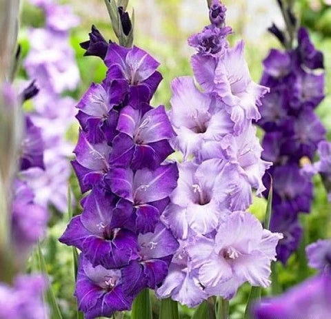 Blanco y azul cielo, gladiolo, semillas de flores para sembrar, tolerante a la semisombra, variedad tradicional y sin ingeniería genética, semillas para el jardín doméstico
