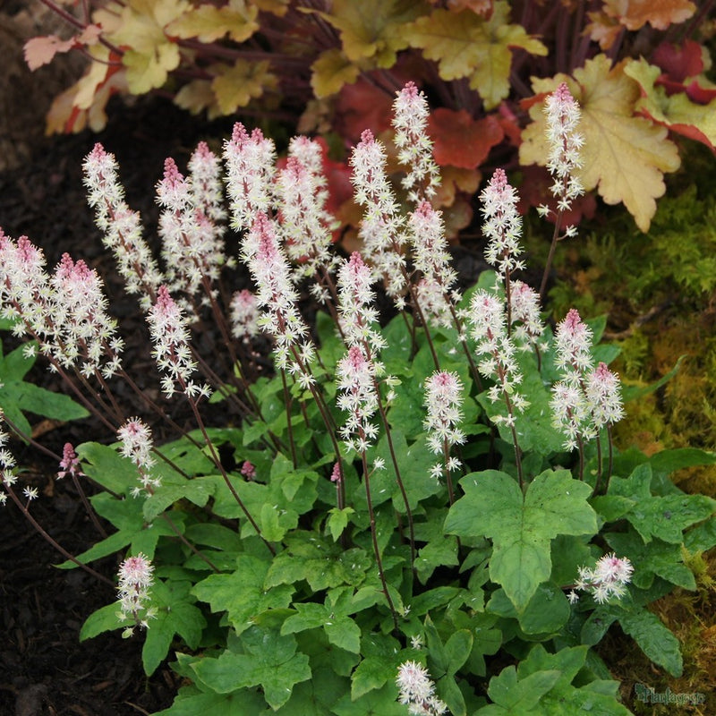 Semillas de Tiarella wherryi blanca para siembra – fácil de cuidar – variedad tradicional y semillas sin modificación genética para el jardín doméstico