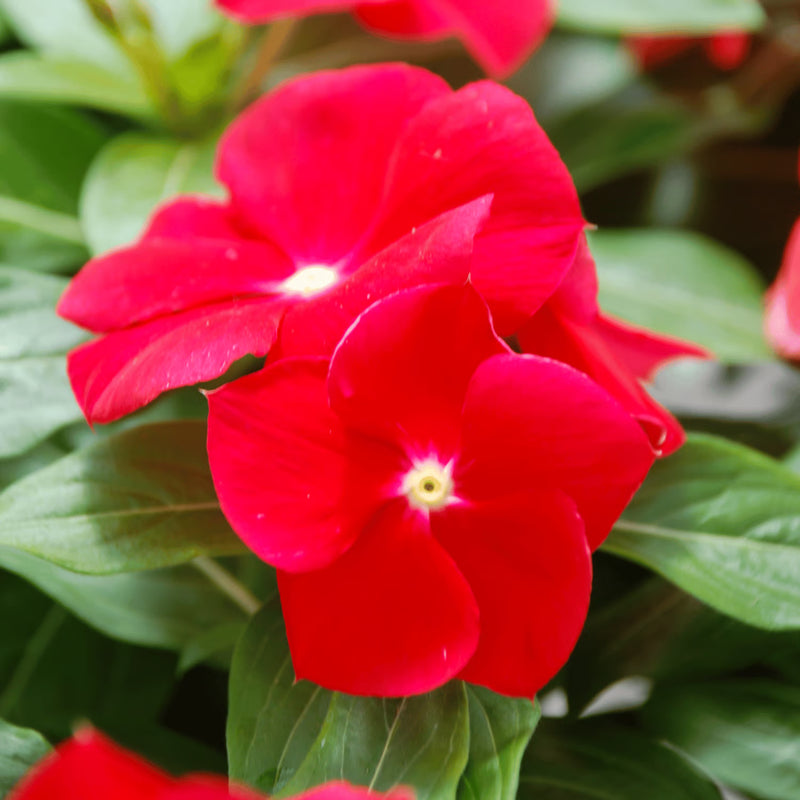 Graines de fleurs de pervenche rouge à semer – faciles à entretenir – variété traditionnelle et graines de jardin sans OGM