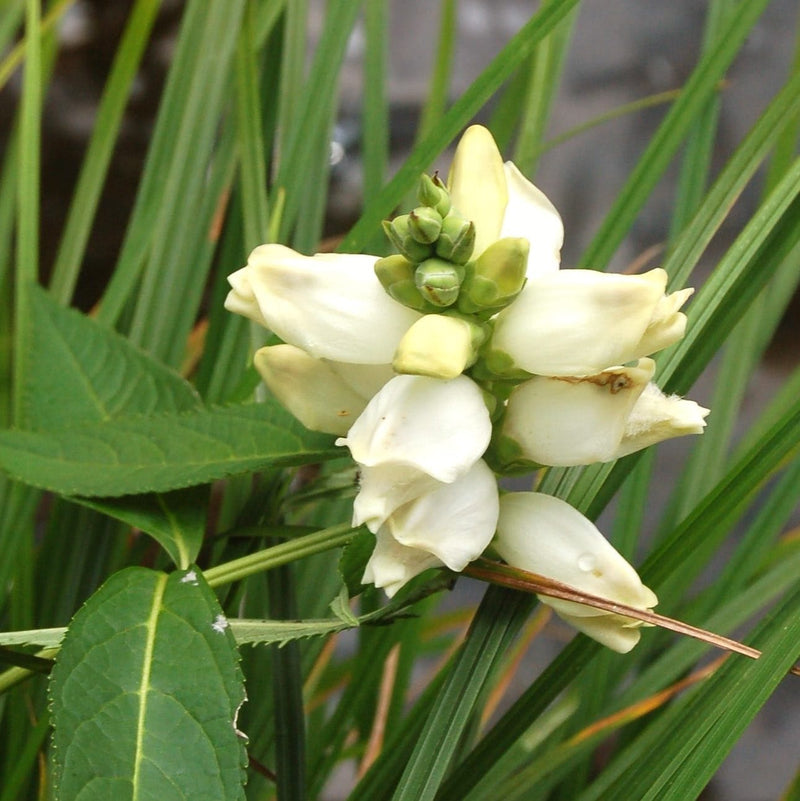 Semillas de turtlehead blanca para siembra – mezcla de flores silvestres – variedad tradicional y semillas sin ingeniería genética para el jardín doméstico