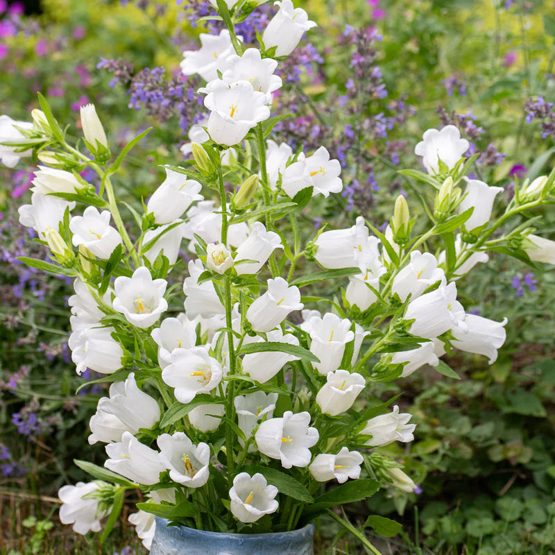 Semillas de campanillas de Canterbury blancas para sembrar, flores luminosas, variedad tradicional y sin OMG, semillas para el jardín doméstico
