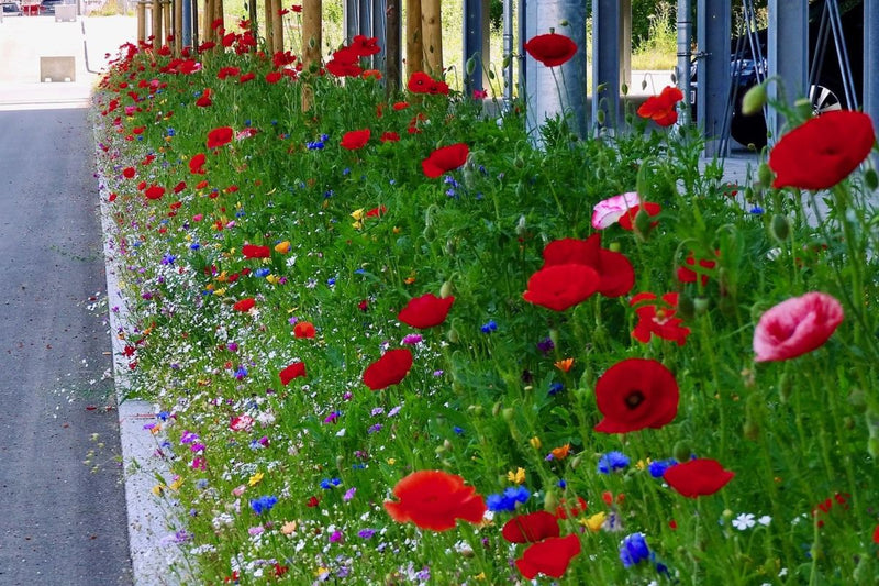 Semillas de flores de cascada rojas para sembrar, tolerantes a la semisombra, variedad tradicional y sin organismos modificados genéticamente, semillas para jardín doméstico