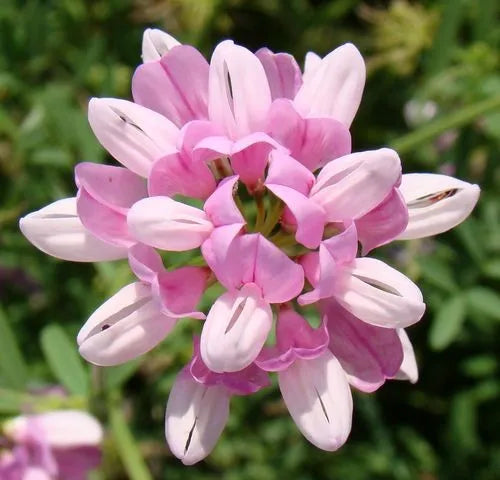 Semillas de esparceta rosa para siembra – esencial para el jardín de estilo rústico – variedad tradicional y sin ingeniería genética, semillas para el jardín doméstico