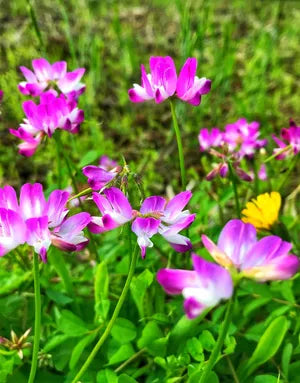 Graines de Milkvetch sinicus violet à semer – fleurs parfumées – variété traditionnelle et semences sans OGM pour jardin