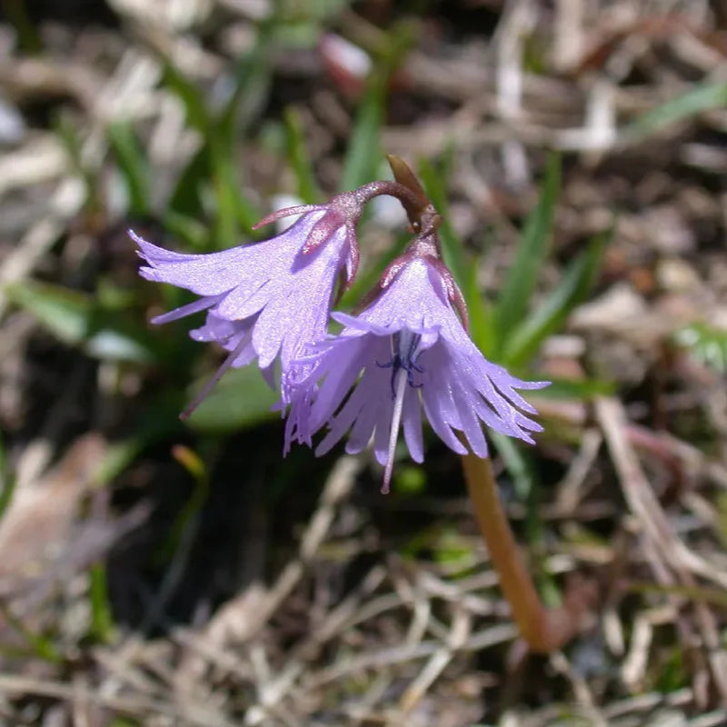 Violet soldanella alpina samen blume samen for anpflanzung - sun loving, heirloom & gmo free samen for home garten
sale for anpflanzung in home garten