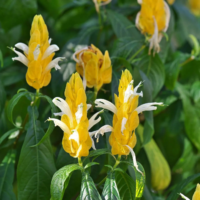 Pachystachys blanc et jaune – semis faciles