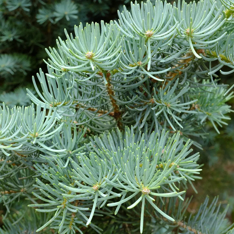 Semillas de flores de Abies concolor para siembra – esenciales para un jardín de estilo rural – variedad tradicional y sin ingeniería genética, semillas para el jardín doméstico