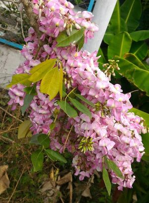 Semillas de flores de Gliricidia sepium rosa pálido para siembra – flores luminosas – variedad tradicional y sin ingeniería genética Semillas Jardín doméstico