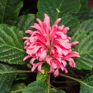 Semillas de anturio rojo para sembrar – resplandeciente – variedad tradicional y semillas sin organismos modificados genéticamente para el jardín de casa