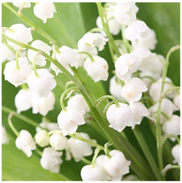 Bell (bell orchid) samen for anpflanzung in home garten