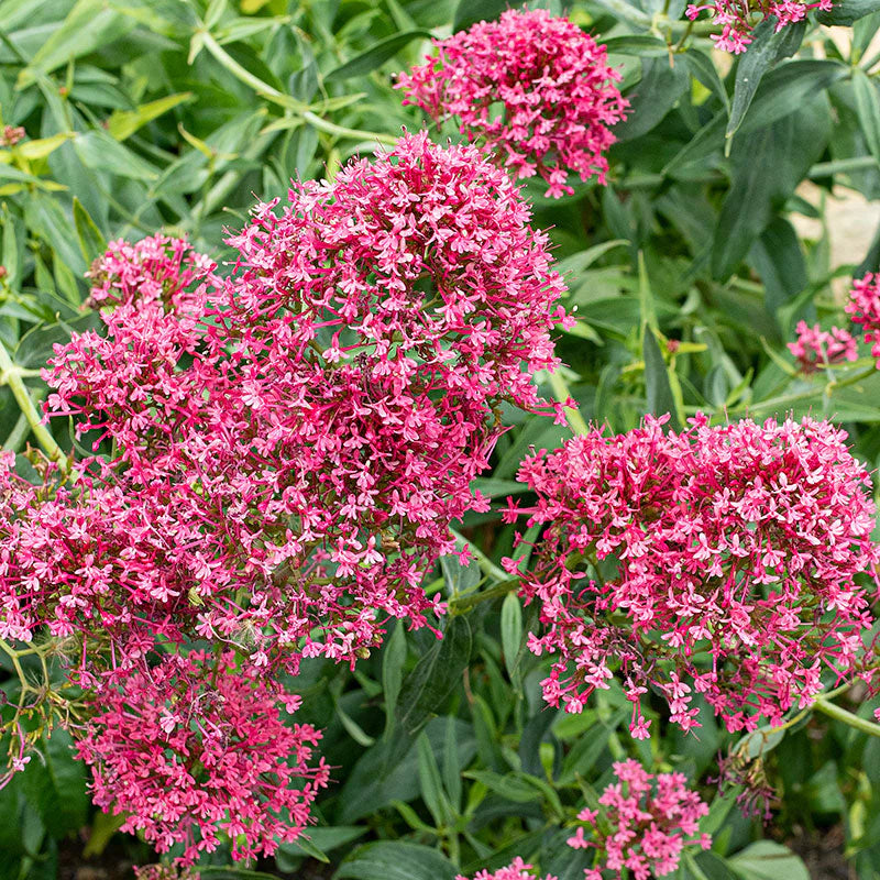 Barbe de Jupiter rouge – graines de fleurs, vivace à semer pour des floraisons éclatantes