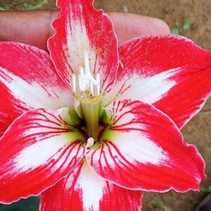 Capuchina blanca y roja, semillas de flores de crecimiento compacto, variedad tradicional, sin transgénicos, semillas ecológicas de jardín para sembrar