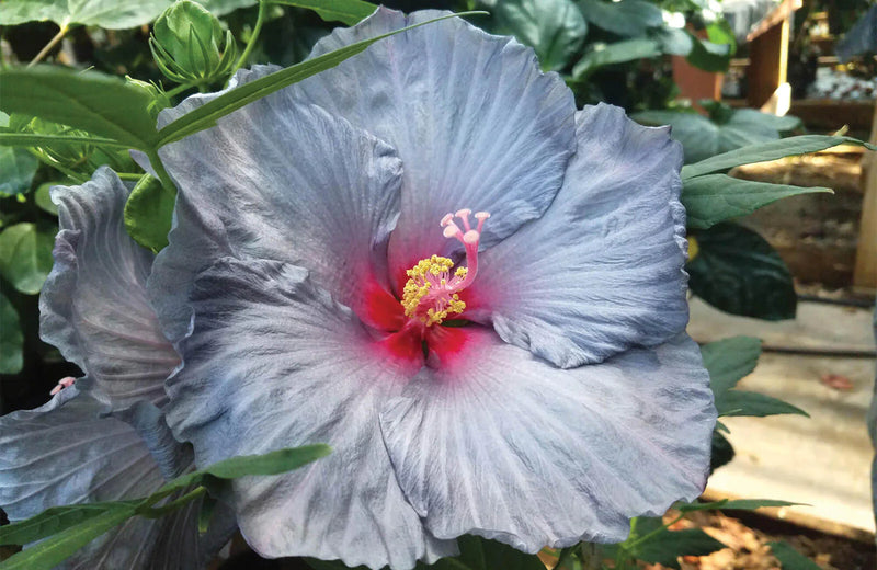 Semillas de hibisco color ceniza, variedad tradicional de alta calidad y sin ingeniería genética, semillas para jardín doméstico con flores luminosas
