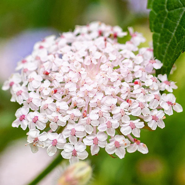 Graines de fleurs roses « Lace » à semer – mélange de fleurs sauvages – variété traditionnelle et sans OGM, graines pour le jardin familial