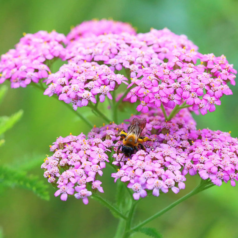 Semillas de milenrama rosa ceris para sembrar: espectáculo lleno de color – variedad tradicional y sin ingeniería genética, semillas para el jardín doméstico