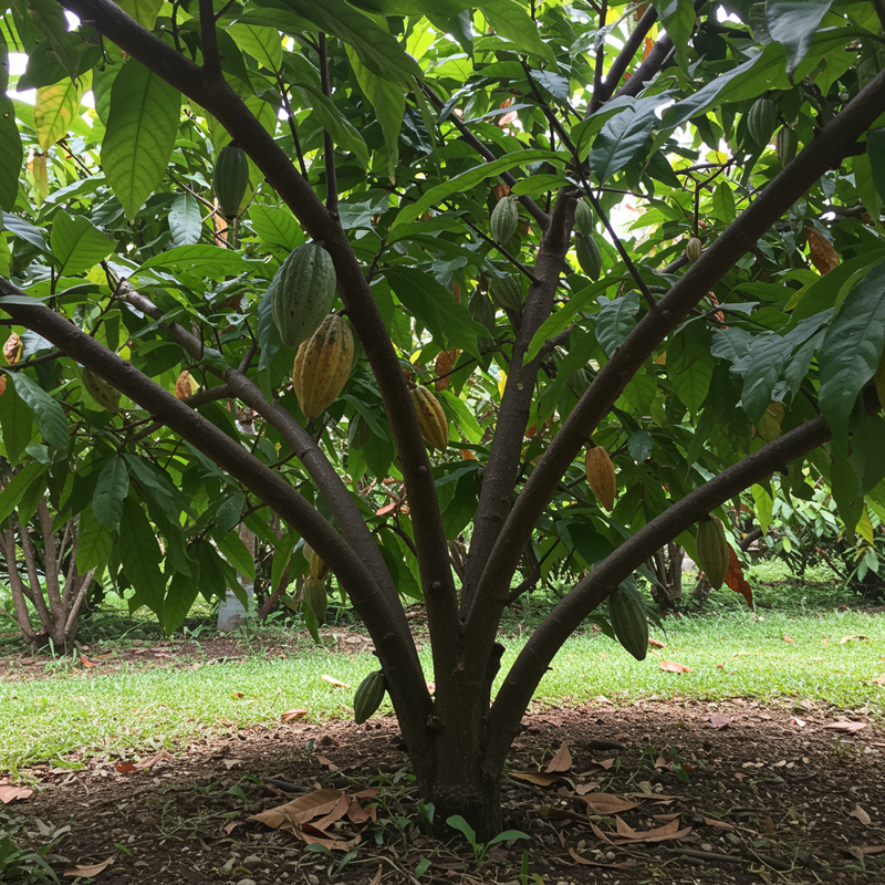 Semillas de cacao para plantar – Variedad tradicional, no modificada genéticamente, para el jardín