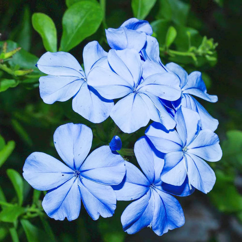 Plumbago blume samen for anpflanzung sun loving heirloom & gmo free samen for home garten
sale samen for home garten anpflanzung
