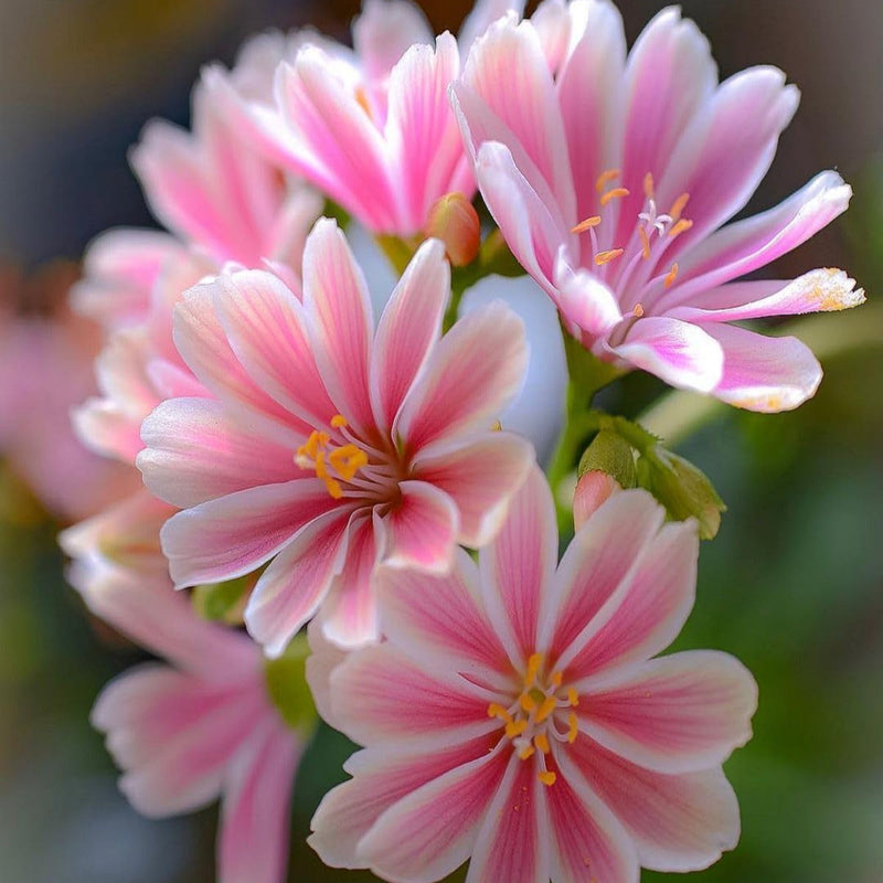 Rosa lewisia blume samen for anpflanzung cut blume favorite heirloom & gmo free samen for home garten
sale samen for home garten anpflanzung