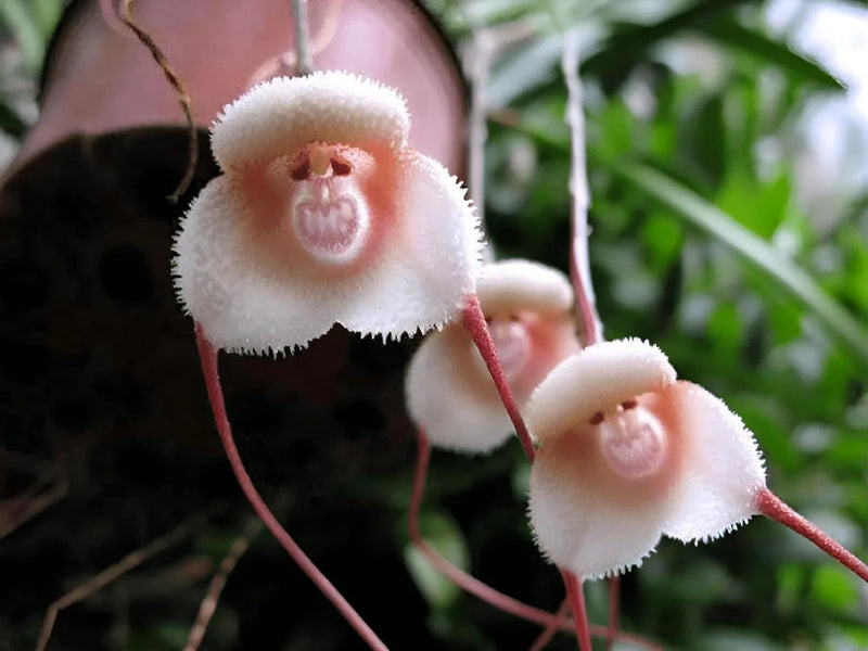 Heirloom peach monkey face orchid samen blume samen for anpflanzung drought tolerant heirloom & gmo free samen for home garten
sale samen for home garten anpflanzung