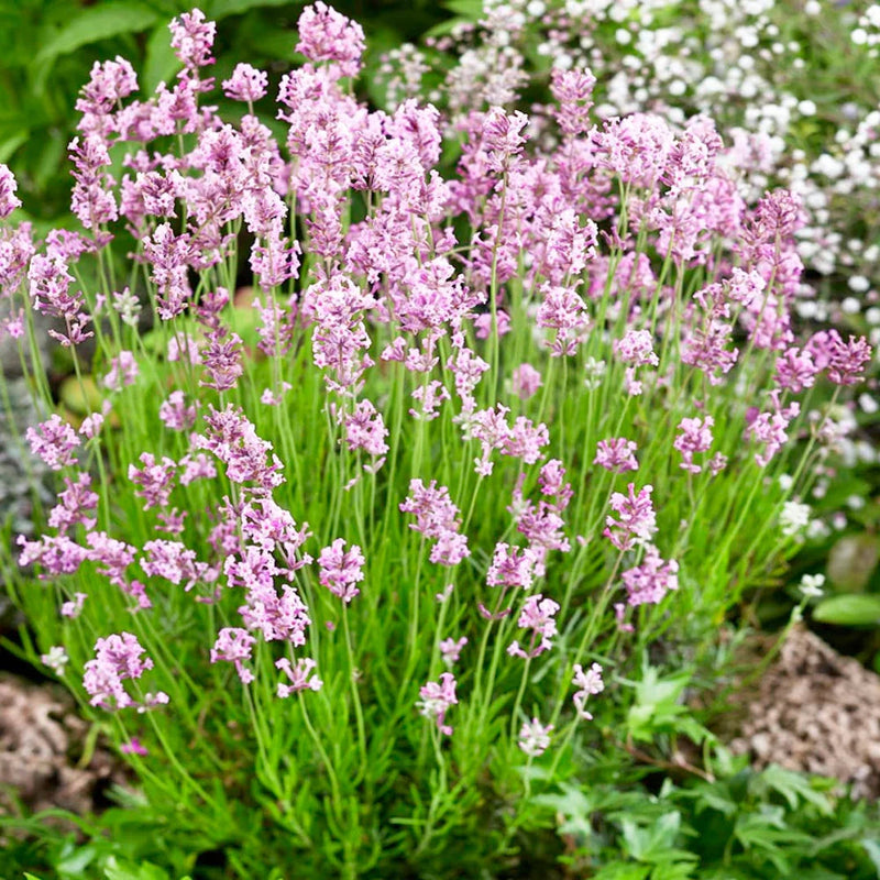 Graines de fleurs de lavande rose à semer, favorables aux pollinisateurs, variété traditionnelle et sans OGM, graines pour jardin familial