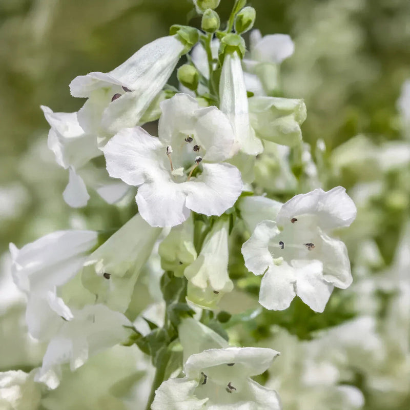 Weiß penstemon blume samen for anpflanzung - easy to grow, heirloom & gmo free samen for home garten
sale for anpflanzung in home garten