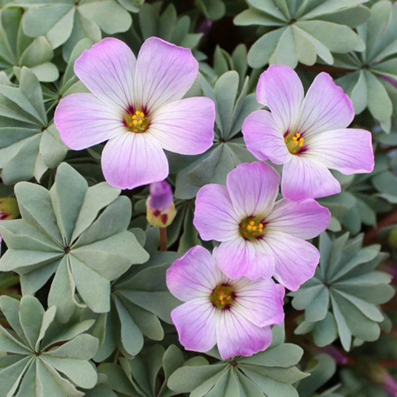 Weiß rosa oxalis laciniata blume samen for anpflanzung long bloom season heirloom & gmo free samen for home garten
sale samen for home garten anpflanzung