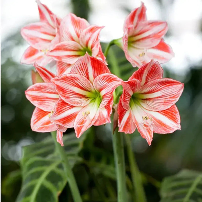 Weiß rot hippeastrum blume samen for anpflanzung bright blooms heirloom & gmo free samen for home garten
sale samen for home garten anpflanzung