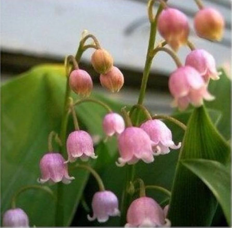 Rosa bell orchid blume samen for anpflanzung - pollinator friendly, heirloom & gmo free samen for home garten
sale for anpflanzung in home garten
