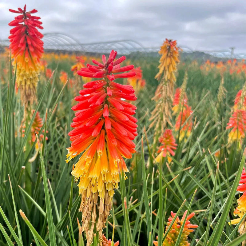 Rot gelb kniphofia blume samen for anpflanzung low maintenance heirloom & gmo free samen for home garten
sale samen for home garten anpflanzung