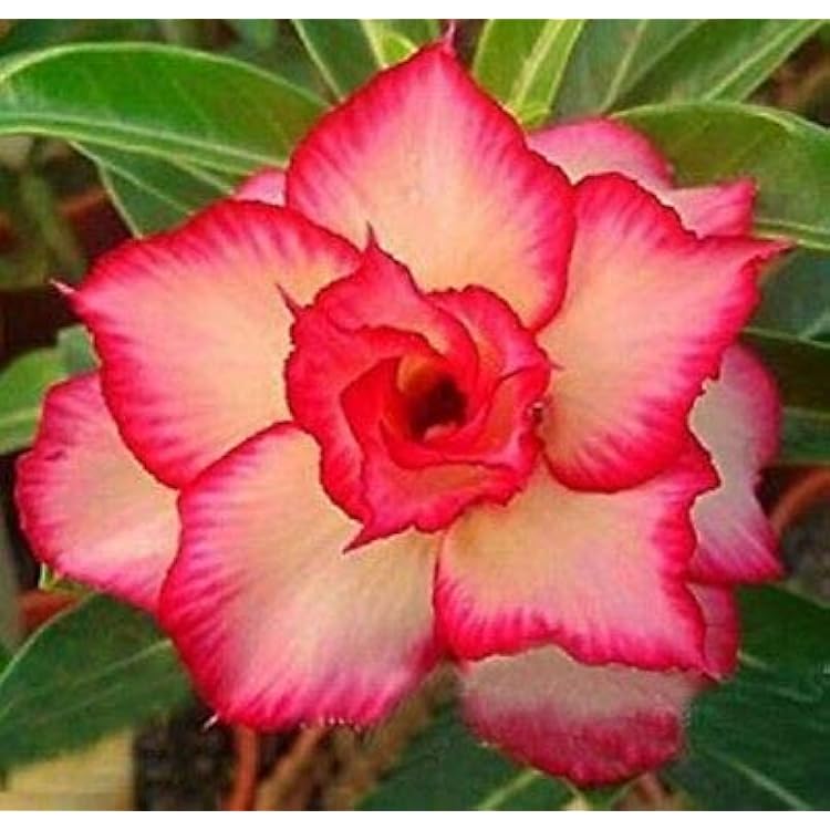 Rosa obesum blume samen for anpflanzung - low maintenance, heirloom & gmo free samen for home garten
sale samen for anpflanzung in home garten