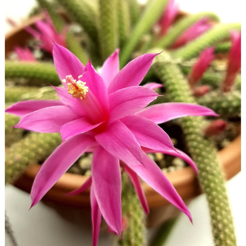 Aporocactus blume samen for anpflanzung pollinator friendly heirloom & gmo free samen for home garten
sale samen for home garten anpflanzung