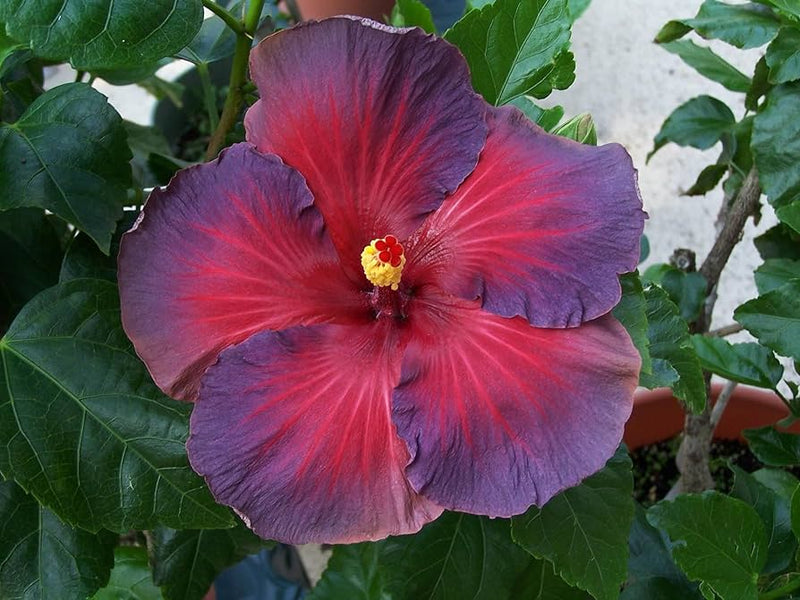 Ash rot hibiscus blume samen for anpflanzung long bloom season heirloom & gmo free samen for home garten
sale samen for home garten anpflanzung