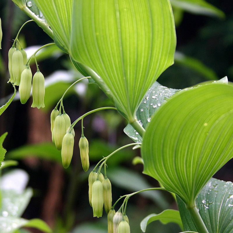 Polygonatum blume samen for anpflanzung colorful display heirloom & gmo free samen for home garten
sale samen for home garten anpflanzung