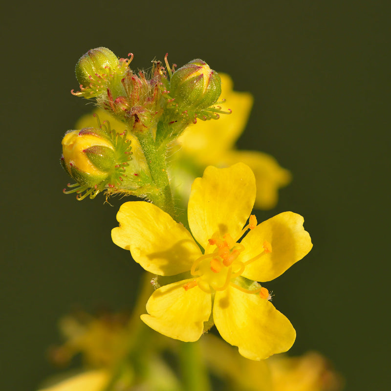 Agrimony blume samen for anpflanzung sun loving heirloom & gmo free samen for home garten
sale samen for home garten anpflanzung