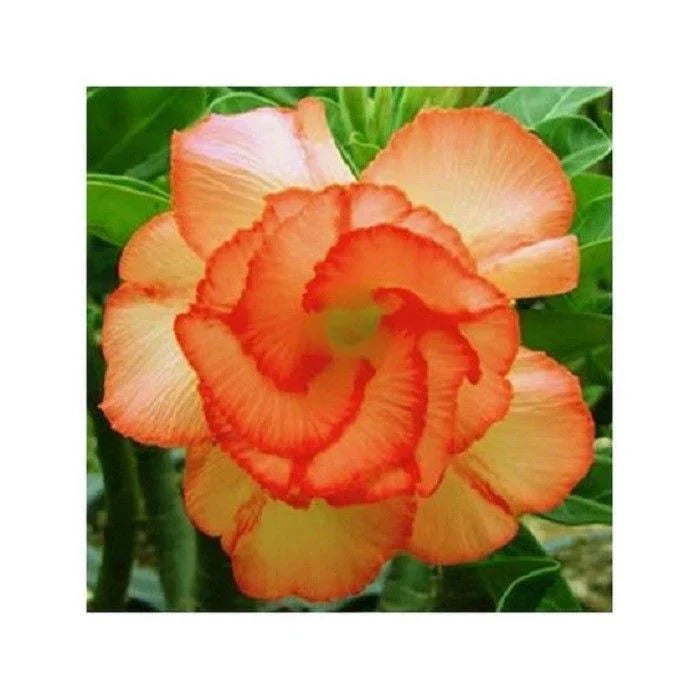 Orange adenium blume samen for anpflanzung - seasonal bloomer, heirloom & gmo free samen for home garten
sale samen for anpflanzung in home garten