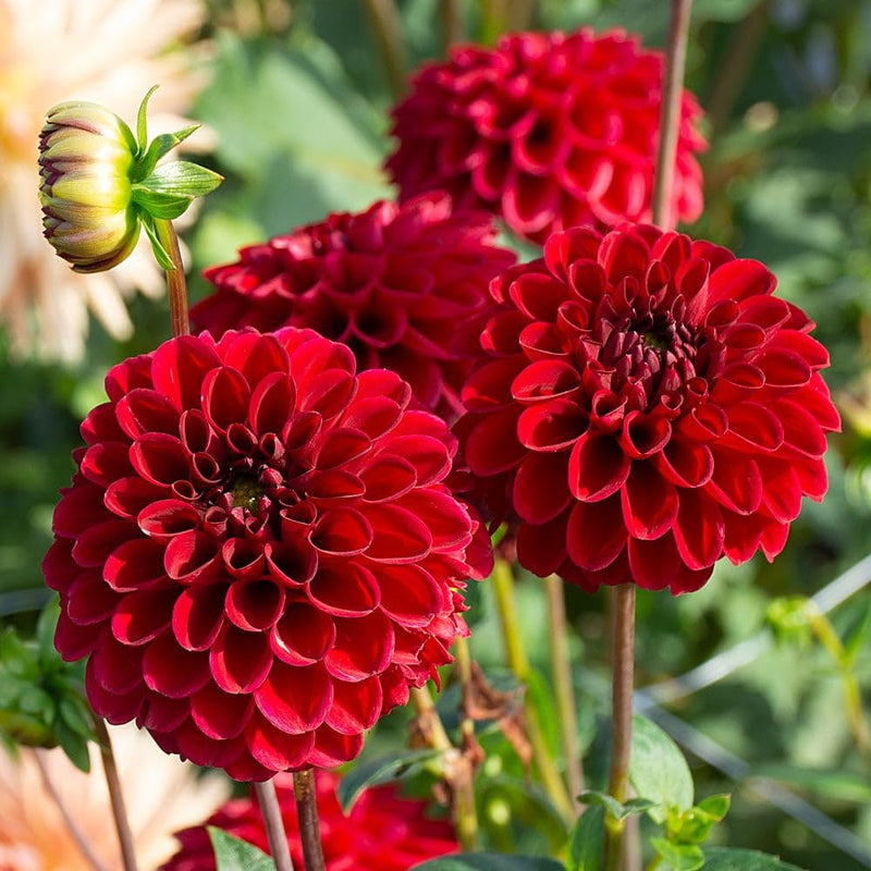 Rot dahlia blume samen for anpflanzung colorful display heirloom & gmo free samen for home garten
sale samen for home garten anpflanzung
