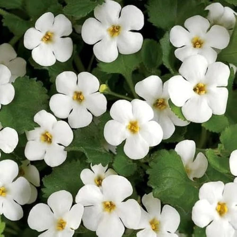 Weiß bacopa blume samen for anpflanzung pollinator friendly heirloom & gmo free samen for home garten
sale samen for home garten anpflanzung