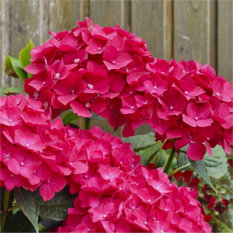 Rosa hydrangea blume samen for anpflanzung drought tolerant heirloom & gmo free samen for home garten
sale samen for home garten anpflanzung
